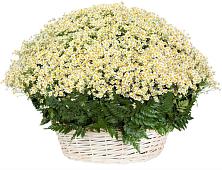Цветочная композиция из Ромашки в корзине #REPLACE_PRED# Воробьево